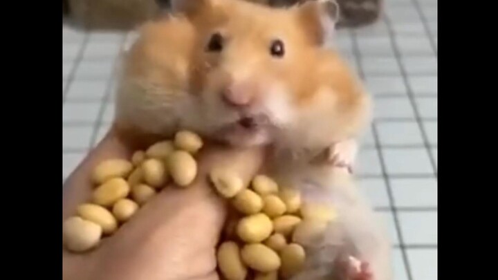 ในที่สุดก็เข้าใจแล้วว่าทำไมถึงเรียกว่าหนูแฮมสเตอร์🐀