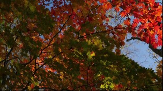 [Tập 3 - Thuyết Minh] Nhật bản hoang dã - Japan Earth's Enchanted Islands (2015) - Wild Japan E03