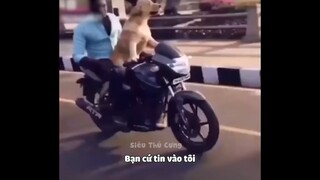 Những Tình huống Hề Hước Của Thú Cưng _ Siêu Thú Cưng