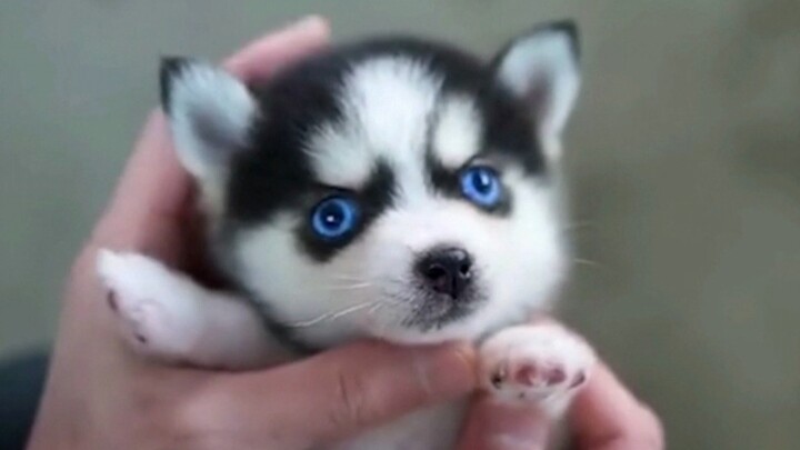 (   ･᷅ὢ･᷄ ) Anak ini sejak kecil memang pintar