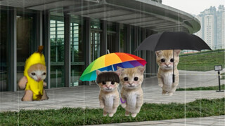 Kucing Pisang di Hari Hujan