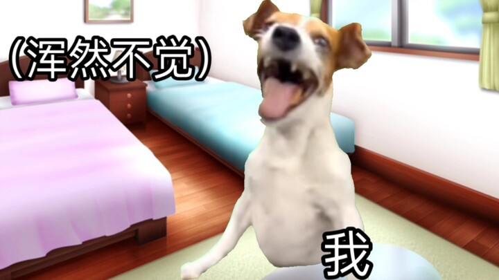 【Cat meme】Fiveth grade, lived in a pyramid scheme for a month