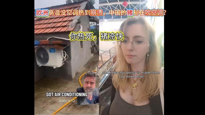 Căng quá! Nắng nóng ở châu Âu không có điều hòa đến mức phát điên, còn lợn ở Trung Quốc thì lại được