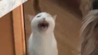 Cat: I want to eat