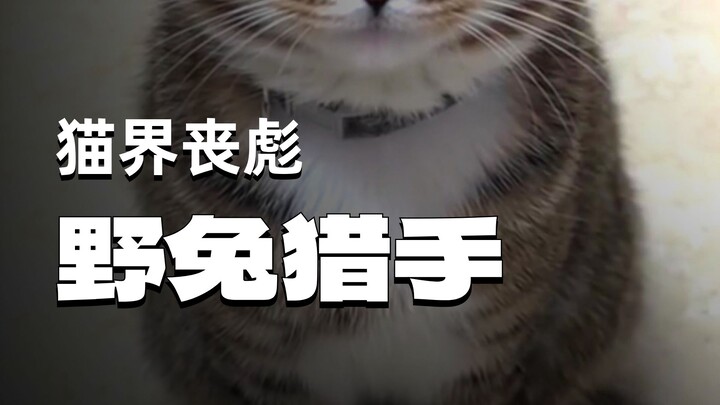 Đây chính là sự khác biệt giữa mèo lông hoa và các loại mèo khác!