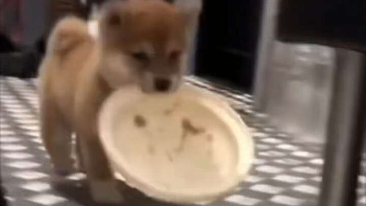 Doggy: Mom!!! I haven’t eaten for three seconds already!!!