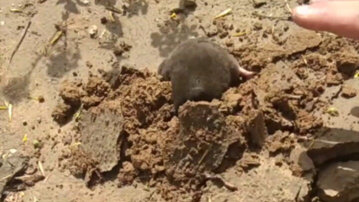 原来鼹鼠是这样挖洞的