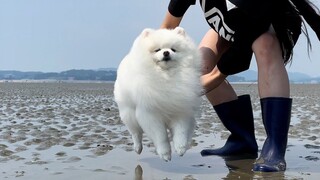 First-time challenge on the mudflat! Let's go, little doggy!