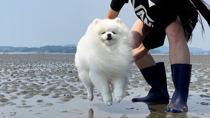 Tantangan pertama di lumpur! Ayo, anjing kecil!