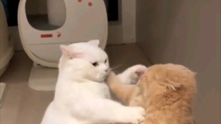 Pertarungan kucing paling lembut.