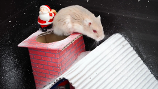 ภารกิจของหนูแฮมสเตอร์ ep 6 christmas