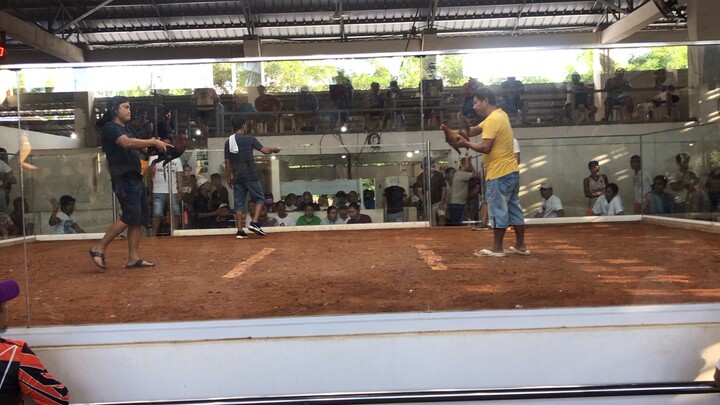 3rd fight using gold W.#4stagderbychampion#CDVGF