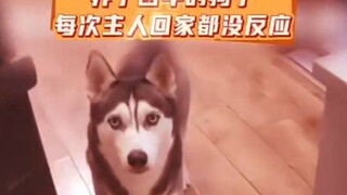开机时间打败全国0.0000000001%的狗脑