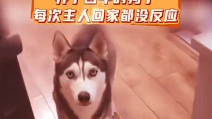 开机时间打败全国0.0000000001%的狗脑