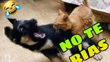 🤣 Si te RÍES Pierdes Mascotas Graciosas 🐶😺 Intenta NO Reír con Animales Chistosos