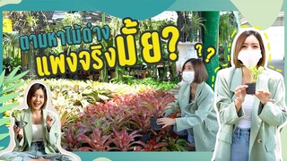 GREEN DAY! เพิ่มพื้นที่สีเขียวง่ายๆ สไตล์ฟ้าฟ้า | PLANTS, A TREND IN THAILAND! HERE'S WHY | ENG SUB