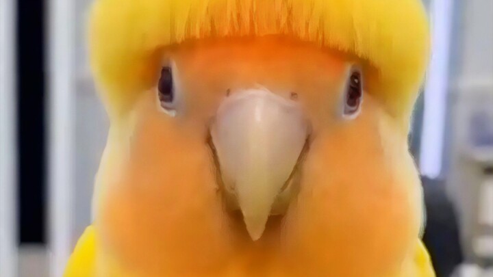 HAHAHAHAHA 191 Sub Indo