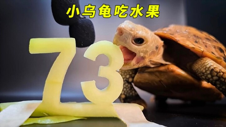 Little Turtle’s fanbase has surpassed 730,000, and its owner has given it a special, heartwarming gi