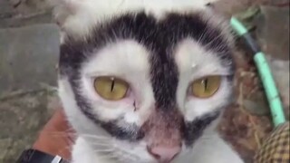 猫咪的丑各有千秋