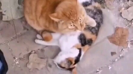 Stray cat clutches its deceased companion, refusing to leave.