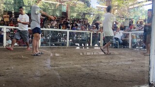 pumkin hatch nakachamba sa malakas na kalaban