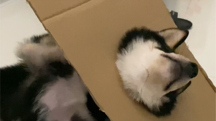 Turns out even little dogs get the emo vibes!