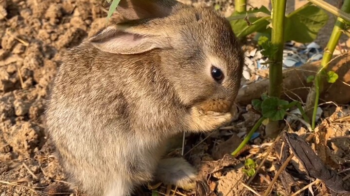 The little rabbit loves to stay clean and even washes its face after eating persimmons.