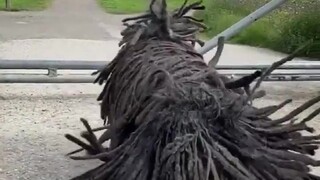 The sight of the Puli dog Tokay running toward its owner is just like a mop coming to life...