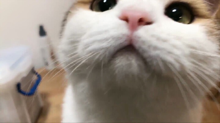 น่ารักและเชื่อฟังที่สุด — แมวตัวอ้วนเล็ก (X) ช่วยหน่อย!