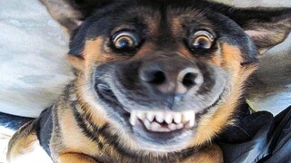 สัตว์ตลกๆ - แมว / สุนัขตลก - วิดีโอสัตว์ตลก 160