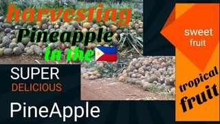 🇵🇭PINEAPPLE / HOW TO HARVEST a tropical fruit PINEAPPLE  SCIENTIFIC NAME: Ananas comosus