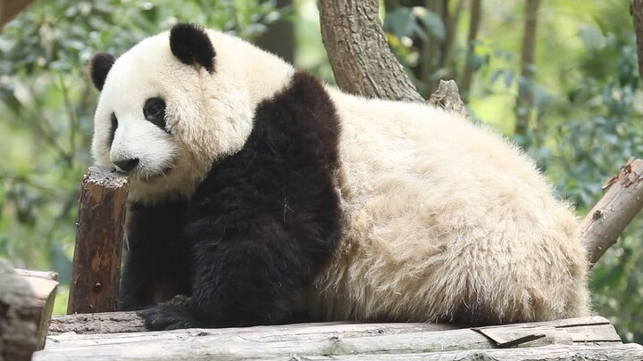 On the short 10-meter walk home from work, sleepy Huahua took a full ten minutes to make it.