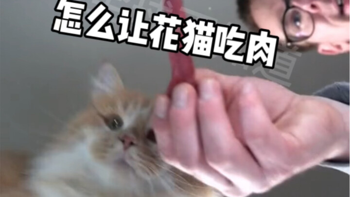 Watching kittens eat meat is so stress-relieving—but is there any way to help the tabby cat get some