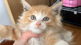 火腿肠是怎么来的