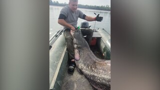 凭实力钓到的超级大鱼，在水里看着还好，拉上来以后再看...吹牛都不敢吹这么大的！