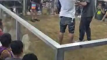 ayos,no scratch gold