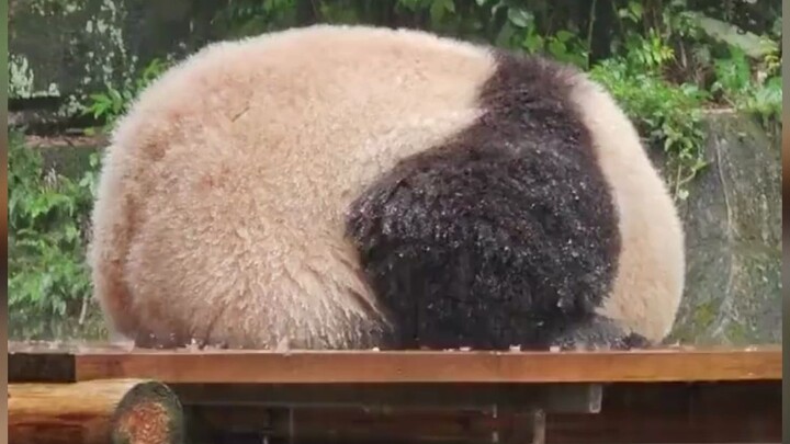 The panda clan’s ancestral way of避ing the rain—heed the head, ignore the rear!