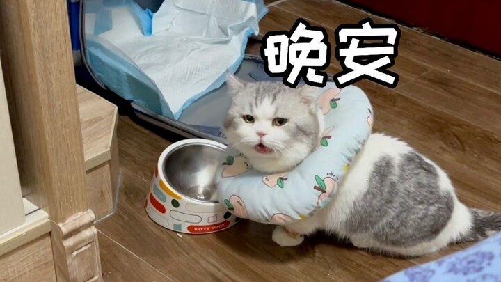 แมวน้อยพูดจีนกลางได้ชัดเป๊ะขนาดนี้เลย! คำว่า “ราตรีสวัสดิ์” ที่ออกเสียงชัดเจนไพเราะฟังแล้วสบายใจสุดๆ