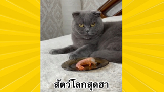 สัตว์เลี้ยงเพื่อนขนปุย: สัตว์โลกสุดฮา