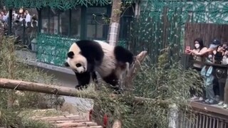 It’s better to dance than to be an animal