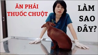 Cách xử lý khi chó mèo ăn phải bả (thuốc chuột)