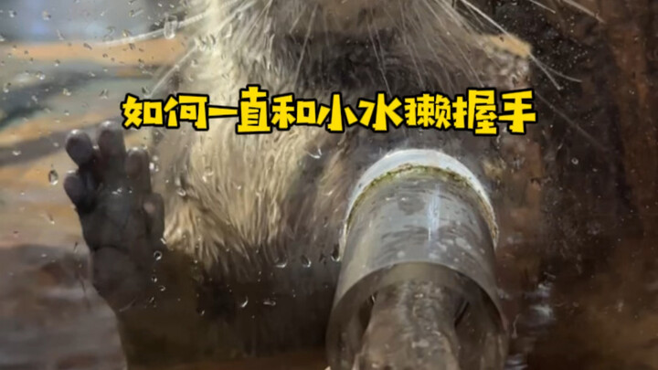 كيف تواصل المصافحة مع ثعلب الماء الصغير إلى الأبد؟