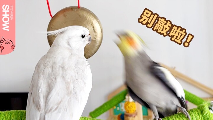 Burung beo kecil suka memukul gong, tetapi mendapat tentangan dari teman-temannya. [Marco Polo Show]