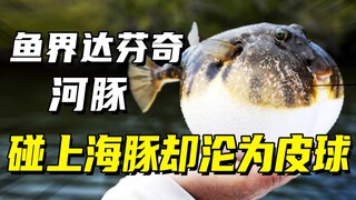 Cá nóc: Thời buổi này không có chút tài năng thì còn tìm được người yêu nữa à?