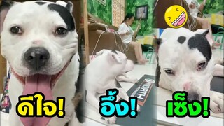 หมาฟังอึ้ง หัวเราะฮา แม่ตุ๊กกี้ สีซอให้ลูกฟัง OMG! #สัตว์เลี้ยงดารา