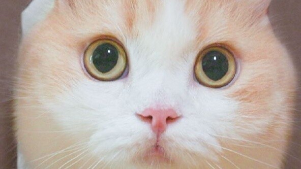 [Mouse's Perspective] When a mouse meets five cats, it is not scared to death but is driven to death