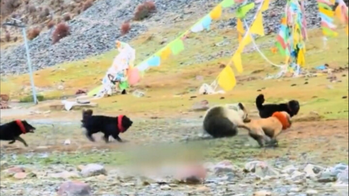 Beruang Tibet mengetuk pintu, penduduk peternak tidak berani membukanya