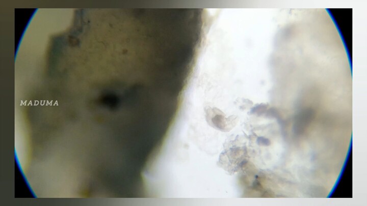 Nematodes From Highway Dust