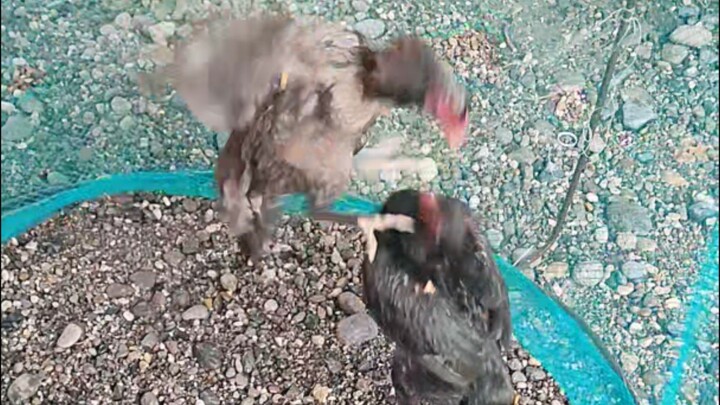 Burmese Seedfowl. (Brown)
