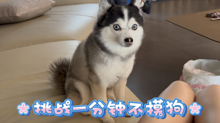 Doggy: Who gets it? You really fooled me!